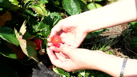 Strawberry gathering close up Stock Footage 221549485
