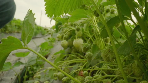 Strawberry Genetic Modification GMO Stockbeeldmateriaal 132140933