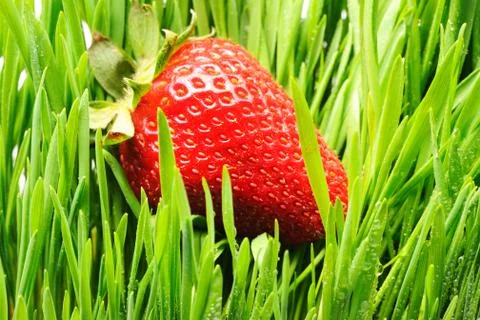 Strawberry in grass Stock Photos