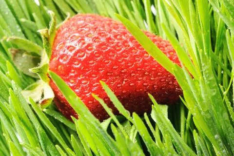 Strawberry in grass Stock Photos