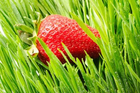 Strawberry in grass Stock Photos