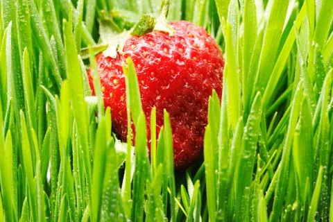 Strawberry in grass Stock Photos