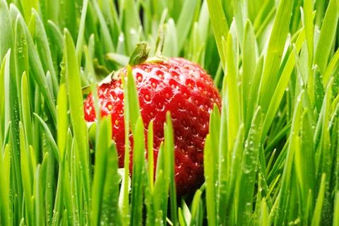 Strawberry in grass Stock Photos
