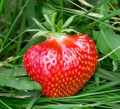Strawberry in grass Stock Photos