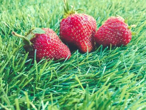 Strawberry on the grass Stock Photos