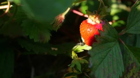 Strawberry on the green field Stock Photos