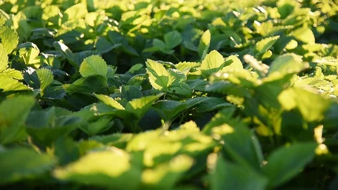 Strawberry green leaves Stock Footage 90274580