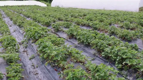 Strawberry Growing Foils pan Stock-Footage 201200646