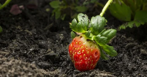 Strawberry Growing Time Lapse at Farm Field Stock Footage 106910929