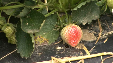 Strawberry growth on plastic foil Stock Footage 39667136