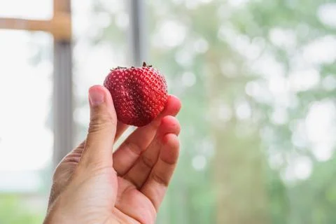Strawberry in the hand Stock Photos