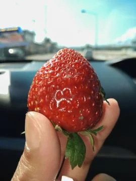 Strawberry in hand Stock Photos
