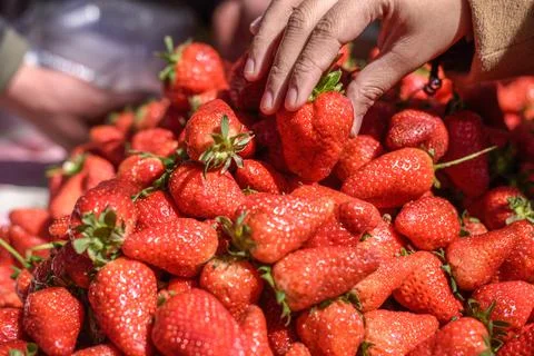 Strawberry in hand Foto stock