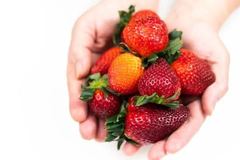 Strawberry in hand on a white background isolate. Juicy Red Strawberry Stock Photos