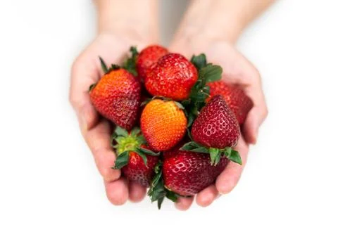 Strawberry in hand on a white background isolate. Juicy Red Strawberry Stock Photos