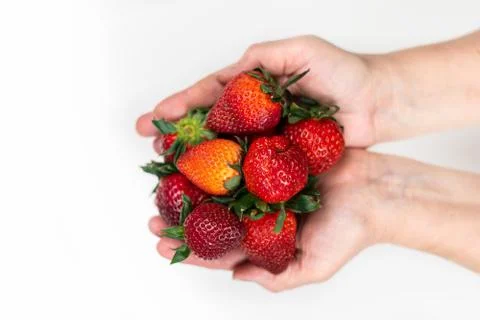 Strawberry in hand on a white background isolate. Juicy Red Strawberry Stock Photos