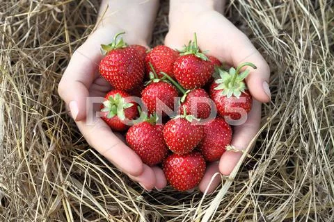 Strawberry In Hands. Fresh Strawberries Handpicked From A Strawberry Farm.