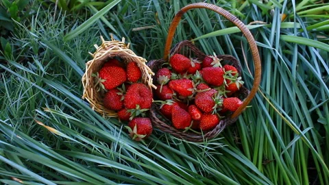 Strawberry harvest in baskets. Stock Footage 99462381