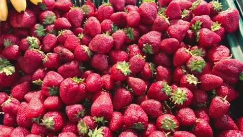 Strawberry harvest close-up Stock Footage 200019479