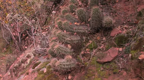 Strawberry Hedgehog cactus thrive in the sandy soils of Zion National Park 스톡 동영상 55738385