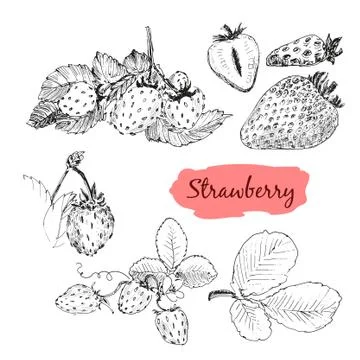 Strawberry Stock Illustration