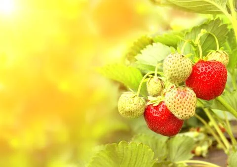 Strawberry Stock Illustration