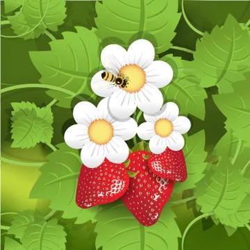 Strawberry Stock Illustration
