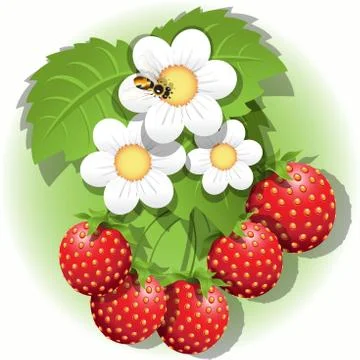 Strawberry Illustrazione stock
