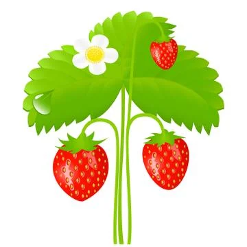 Strawberry Stock Illustration