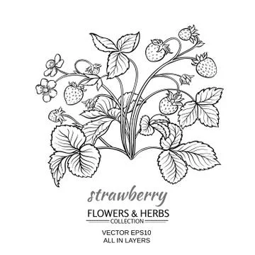 Strawberry Stock Illustration