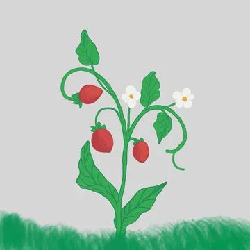 Strawberry Illustrazione stock