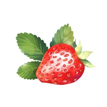 Strawberry illustration on white background. Stock Illustration