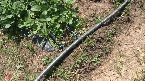 Strawberry irrigation system Stock Footage 50584094
