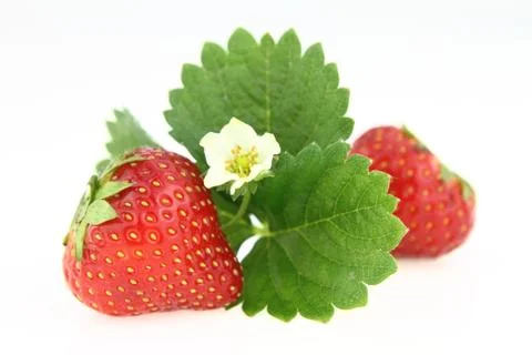Strawberry isolated on white background Stock Photos
