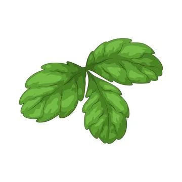 Strawberry leaf illustration Stockillustratie