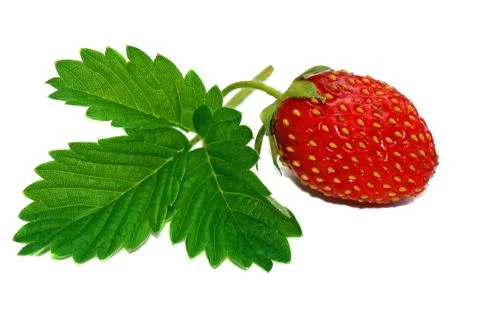 Strawberry with leaf isolated Stock Photos