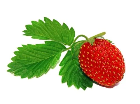 Strawberry with leaf isolated Stock Photos