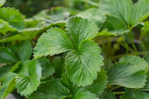 Strawberry Leaf Macro Green Texture Stock Photos