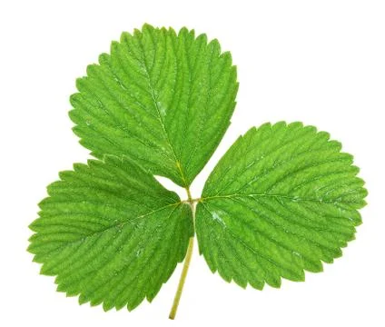 Strawberry leaf Stock Photos