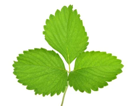Strawberry leaf Stock Photos