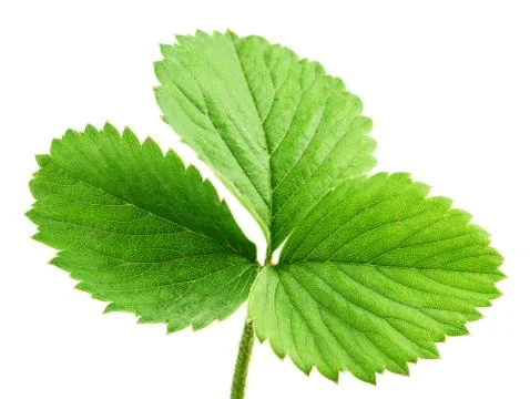 Strawberry leaf Stock Photos