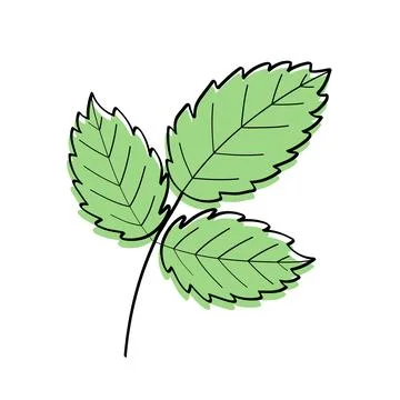 Strawberry leaf sketch icon. Vector illustration of a cartoon plant leaf. Iso Illustrazione stock