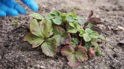 Strawberry Leaf Spots Disease Stock Footage 236640700