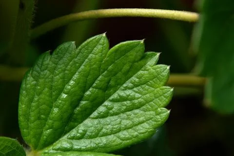 Strawberry leaf texture closeup Stock Photos