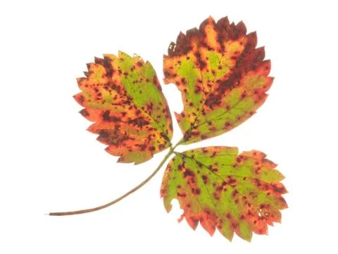 Strawberry leaf on a white background Stock Photos