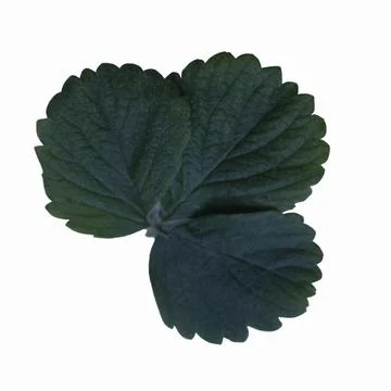 Strawberry leaf on white background Stock Photos