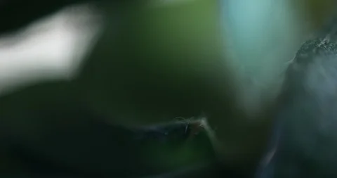 Strawberry leaves close up Stock Footage 113901672