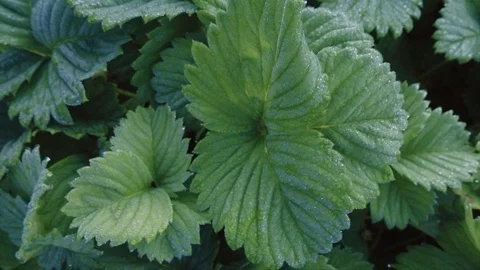 Strawberry leaves with dew drops Stock Footage 110042136