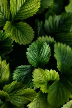 Strawberry leaves pattern Stock Photos