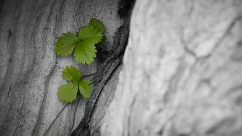 Strawberry leaves Stock Photos